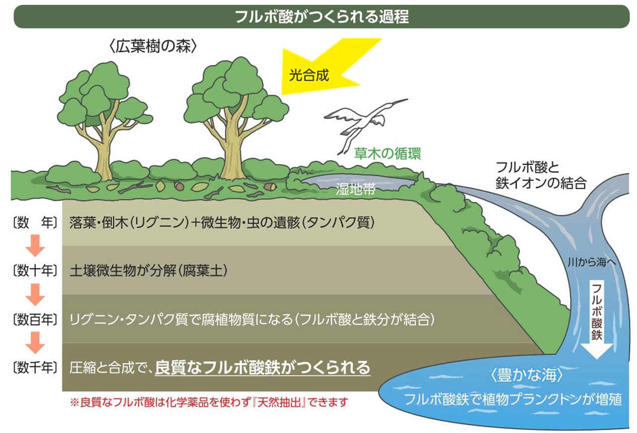 フルボ酸とは